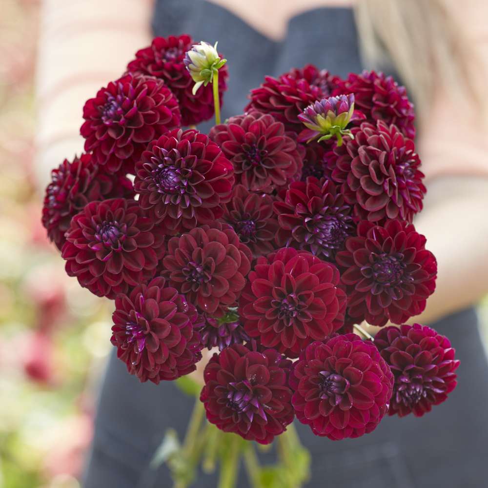 Dahlia 'Gipsy Night'